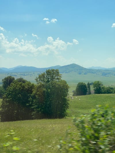 A wide shot captures a lush, green landscape under a bright blue sky dotted with scattered white clouds. In the foreground, a field of grass is dotted with small white and yellow flowers. The middle ground features a cluster of dense green trees, with a few scattered white cows grazing on a gentle slope. In the background, rolling green hills stretch into the distance, culminating in hazy blue mountains under the expansive sky. The location is identified as Pašina voda, Montenegro.