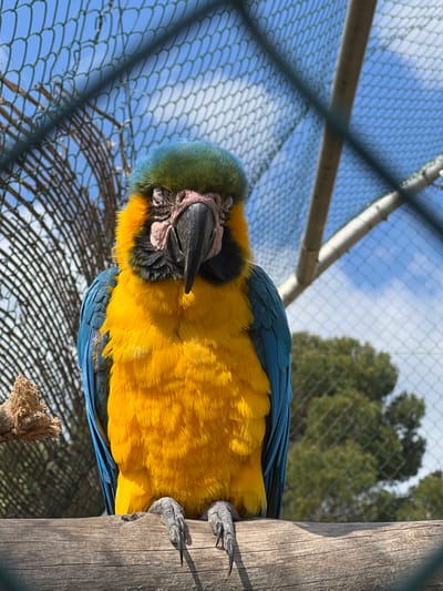 A blue-and-yellow macaw (Ara ararauna) is observed resting on a horizontal, weathered wooden log perch within an outdoor enclosure in Sant Llorenç des Cardassar, Spain. The macaw is positioned centrally, facing forward, with its eyes closed. Its plumage consists of a green-blue crown, bare pinkish-white facial skin surrounding a prominent black beak, a vibrant yellow chest and underbelly, and blue wings and back. Its grey, scaled talons are firmly gripping the perch. The background reveals a green mesh netting, indicating an aviary or similar containment structure. Through the netting, a clear blue sky with sparse white clouds and green tree foliage are visible. The scene is illuminated by direct sunlight, casting distinct shadows from the bird's talons onto the perch. No other subjects or active interactions are depicted.