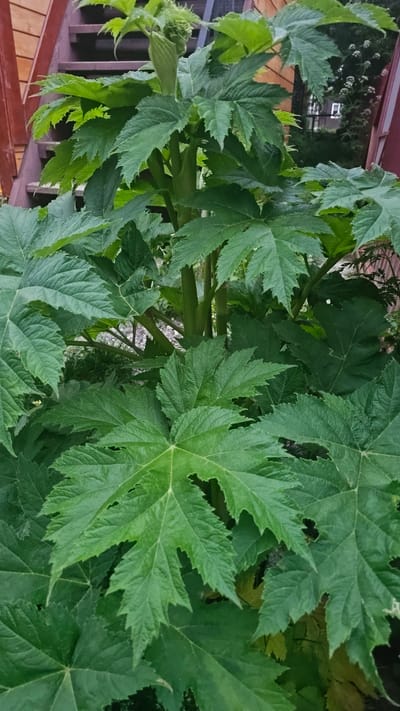The image displays a close-up view of a large, leafy green plant, likely a Giant Hogweed, with its characteristic serrated leaves dominating the frame. In the background, partially visible wooden stairs painted a deep red ascend to the left, and to the right, there is a glimpse of a wooden building structure and some smaller white flowers. The overall environment suggests an outdoor setting, possibly a garden or yard. There are no people visible in the image. The lighting is natural, indicating it was taken during the daytime. The specific location in Ust’-Bol’sheretsk, Russia is not discernible from the visual information provided.