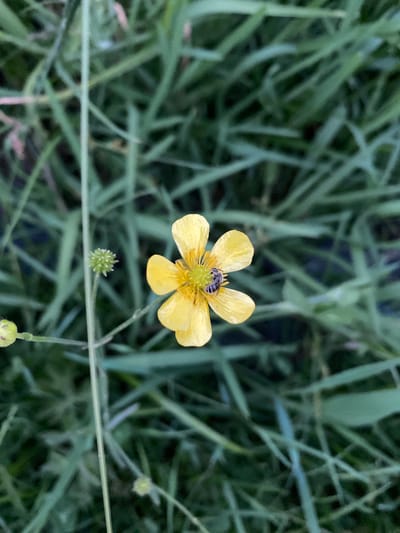 This is a close-up, top-down photograph of a single yellow buttercup flower in a grassy field. A small, striped insect, likely a bee or wasp, is visible on the center of the flower. The flower has five petals and a green stamen. In the background, out of focus, are blades of tall green grass, suggesting an outdoor setting. Below the main flower, a small green bud is visible on a thin stem. The lighting appears to be natural, possibly daylight, as there are no strong artificial light sources. The overall impression is one of nature and a peaceful moment in a meadow, likely in Murdash, Kyrgyzstan, given the location context. No text is visible in the image.
