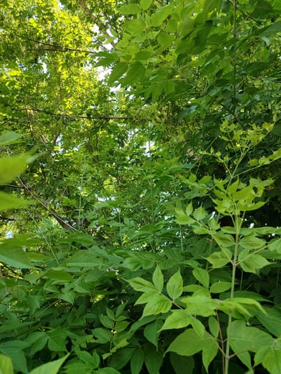 The image depicts a dense canopy of lush green leaves and branches from several trees, viewed from below, looking upwards towards the sky. Sunlight filters through the foliage, creating a dappled effect. In the foreground, there are prominent stems and compound leaves of what appears to be a young tree or shrub. In the background, the branches of larger trees are visible, also covered in leaves. Some of the trees in the background have clusters of seed pods hanging from their branches. The overall impression is one of abundant vegetation in a natural or park-like setting. The image was taken in Alamüdün, Kyrgyzstan.