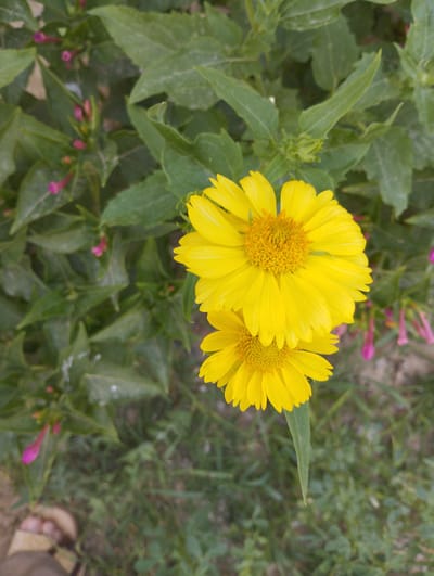 This is a close-up, eye-level, vertical shot of two bright yellow flowers with prominent orange centers, likely daisies or similar wildflowers. They are in bloom, with their petals fully unfurled. Behind the flowers, lush green foliage forms a dense backdrop. Scattered amongst the green leaves are small, unopened buds and some elongated, pinkish-purple flower buds, suggesting a variety of plants in the same area. The ground below is covered with green grass and some dry earth, indicating an outdoor, natural setting. In the bottom left corner, a person's foot wearing a sandal is partially visible, stepping on the grass. The lighting suggests it could be daytime, with natural light illuminating the scene. The overall impression is one of a vibrant natural landscape, possibly a garden or a field. The image is focused on the flowers, with the background slightly blurred, creating a shallow depth of field. There is no visible text in the image. The location context provided is Zarafshan, Uzbekistan.