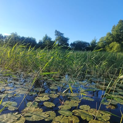 The image depicts a serene waterscape with lily pads floating on dark water, surrounded by tall reeds. The reeds are vibrant green, swaying gently, and appear to be illuminated by sunlight. Beyond the reeds, a line of trees forms a lush green backdrop against a clear blue sky. The scene is bathed in natural light, suggesting it was taken outdoors during the day. The location is identified as Vecslabada, Latvia, implying a natural setting likely near a body of water within or adjacent to the town. There are no people or animals visible in the frame.