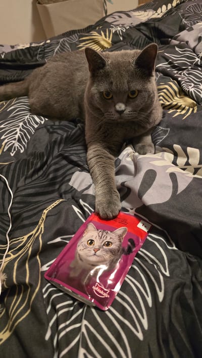 A gray cat is lying on a bed with a patterned duvet, holding a package of cat food with its paw. The cat is looking at the camera. The duvet has a black and gray pattern with white and gold accents. A white cable is visible at the bottom of the frame. There is no information to specify the location as the city of Zirndorf, Germany.