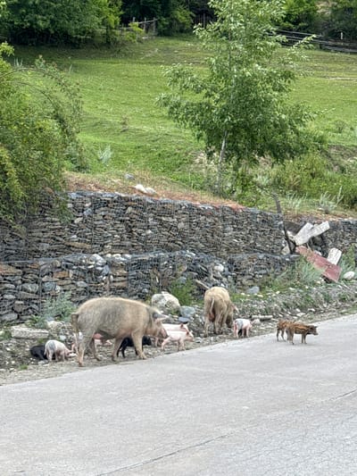 A herd of pigs, including adult sows and piglets, are congregated on the side of a paved road in Heshkili, Georgia. The road is bordered by a gabion wall constructed of stones, behind which a lush green hillside covered in trees and vegetation rises. Some of the pigs are walking on the road, while others are on the gravel shoulder. Several of the pigs are pink, while others are darker in color. In the background, there are more trees and a wooden fence. The scene appears to be a rural landscape.