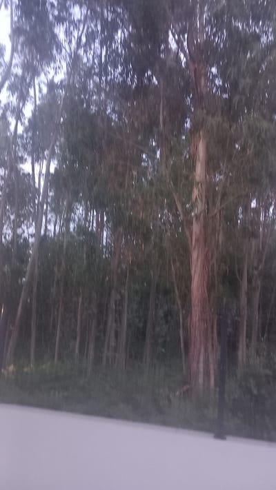 The image depicts a blurred, vertical view of a forest, likely eucalyptus trees, with a pale, possibly overcast sky. The trees are tall and slender, with reddish-brown bark visible in some areas, suggesting mature specimens. The dense foliage creates a dark, dappled effect. The light filtering through the leaves suggests it is either early morning or late afternoon, possibly during twilight. The overall atmosphere is serene and natural, with no signs of human activity. The scene appears to be located in a rural or natural setting, given the abundance of trees. There is a distinct vertical division in the image, with the trees occupying the left two-thirds and a uniform pale area, possibly a wall or a fence, on the right. This contrast in textures and colors might suggest the edge of a cultivated area or a boundary. The image is characterized by motion blur, adding to the dreamlike quality. There is no visible text in the image.