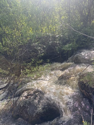 The image depicts a shallow, fast-flowing river cascading over rocks, surrounded by dense foliage. The water is a murky brown, indicative of sediment or a natural spring source. Sunlight filters through the leaves of the trees, creating dappled light on the water and rocks. The riverbank is overgrown with green vegetation, including bushes and trees with thin branches that hang over the water. The rocks are dark and appear wet, with some patches of moss or lichen. There are no people visible in the image, nor any man-made structures, suggesting a natural, uncultivated environment. The overall impression is one of a wild, untouched natural setting, possibly a remote wilderness area. The specific location in the city of Shida, Russia, cannot be determined from the visual information alone.