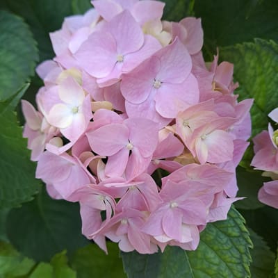 This media file is a close-up photograph of a cluster of pink hydrangeas. The flowers are the main subject, with their delicate, layered petals and subtle variations in pink and white tones. Some of the flower centers appear a pale yellow or green. The hydrangeas are surrounded by large, dark green leaves, providing a contrasting backdrop. The lighting suggests it is daytime, possibly morning or afternoon, with no harsh shadows indicating bright midday sun. There are no people, text, or specific location cues visible in the image, other than what might be inferred from the general setting of a garden or natural landscape. The image focuses solely on the intricate beauty of the floral arrangement, evoking a sense of nature's artistry and tranquility. The overall impression is one of natural beauty and floral abundance.