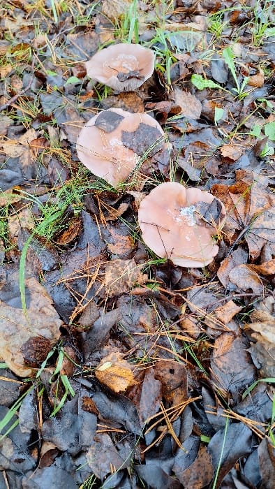 The scene depicts a ground-level view within the city of Petriškė, Lithuania. Three mushrooms are present, each featuring a pale brownish-pink to light tan cap with irregular edges. The caps exhibit areas of white, granular residue or fungal growth, particularly on the two lower specimens, and small fragments of dark, decaying organic matter. The top mushroom's gills are partially visible beneath its cap. The ground is densely covered with a layer of wet, decaying deciduous leaves, ranging in color from dark brown to blackish-grey, interspersed with scattered green grass blades and reddish-brown pine needles. The environment appears damp. No individuals or man-made objects are visible.