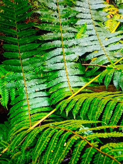 The image presents a close-up, high-angle view of a dense cluster of lush green fern fronds. The scene is dominated by various shades of green, ranging from deep forest green in shadowed areas to vibrant, almost luminous lime green where light hits directly.
Several large fern fronds are prominent, crisscrossing and overlapping to fill the entire frame. Each frond consists of a central stem, known as a rachis, from which numerous smaller leaflets, or pinnae, extend symmetrically. The rachises are a distinct yellowish-brown color, providing a warm contrast to the cool greens of the foliage.
The pinnae are finely detailed, with a slightly textured surface that appears to have very small, glistening droplets of water on them, suggesting either recent rain or a humid environment. The edges of the pinnae appear to be subtly serrated or lobed, contributing to the delicate, feathery appearance characteristic of ferns.
The arrangement of the fronds creates a sense of depth and natural entanglement. Some fronds are positioned in the foreground, appearing sharper and brighter, while others recede into the background, where the greens become darker and more muted, blending into indistinct shadows. The overall impression is one of a vibrant, healthy, and moist natural environment, likely an undergrowth in a forest or a shaded garden area.
There are no visible people, animals, or man-made objects. No specific activity is depicted; it is a still life capturing the beauty and detail of the plant life. The lighting appears soft and natural, possibly from an overcast sky or dappled sunlight filtering through a canopy, highlighting the fronds without harsh shadows. There is no visible text in the image.