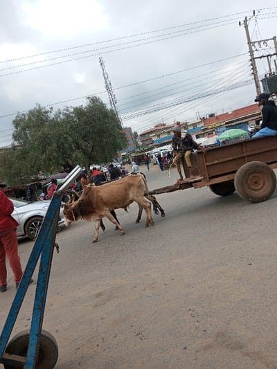 The image displays a daytime street scene in Tala ward, Kenya, under an overcast sky. In the mid-ground, two light-brown oxen are harnessed to and pulling a rusty brown, two-wheeled metal cart from right to left across a paved road. A male subject, wearing a dark jacket, light pants, and a patterned beanie, sits on the cart's tongue, appearing to hold a white rope or rein. A second male subject, dressed in a black hoodie and blue jeans, is seated on the right side wall of the cart, facing towards the right of the frame. In the immediate foreground, a partial view of a blue metal handcart with a single wheel is visible on the left, alongside the lower body of a person wearing red trousers. A silver sedan is present in the left mid-ground, behind the handcart and near the oxen. The background features a busy street with multiple pedestrians, additional vehicles, multi-story buildings, and commercial structures. Overhead power lines crisscross the sky, with wooden utility poles and a cellular transmission tower also visible. A large green tree stands on the left side of the mid-ground.