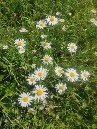 A field of daisies with bright yellow centers and white petals stands tall amidst lush green grass. The sun casts a dappled light on the scene, highlighting the vibrant colors of the wildflowers. In the background, the verdant landscape stretches out, hinting at the natural beauty of Kliuchi, Russia, where this picturesque setting is located. The image captures the essence of a peaceful meadow, untouched by human intervention, offering a serene and picturesque view of nature.