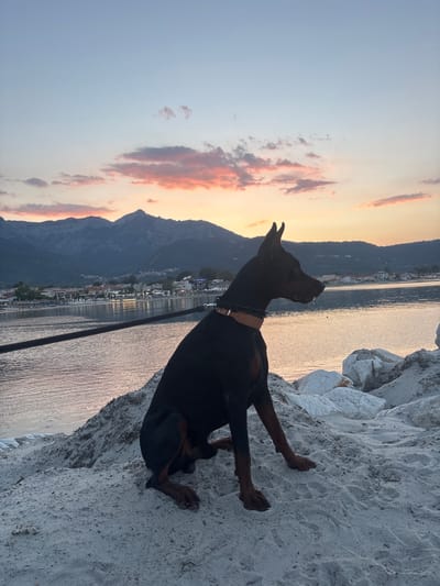 A black Doberman Pinscher dog sits on a sandy, rocky embankment overlooking a body of water. The dog is collared and leashed. In the background, a coastline with buildings, trees, and mountains is visible under a dusky sky with pink and orange clouds. The sun is setting, casting a warm glow on the water and the landscape. The location is Skala Potamias, Greece.