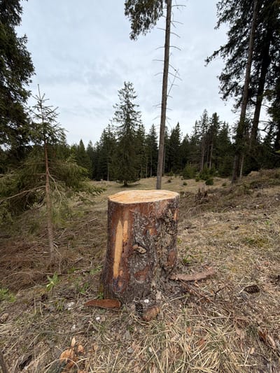 The scene is located in a wooded area in Podvolovljek, Slovenia. A freshly cut tree stump dominates the foreground, surrounded by dry grass, pine needles, and forest debris. A young, slender tree stands nearby. Evergreen trees fill the background, beneath a cloudy sky.
