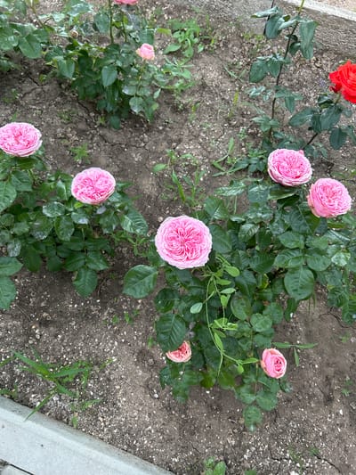 The image displays a close-up, high-angle shot of a rose garden located in Ostianinskoye rural settlement, Ukraine. Several pink roses are in bloom, with one particularly large, fully opened pink rose in the center foreground. Other pink roses are visible to the left and right, some in full bloom and others budding. A single red rose is also visible in the upper right quadrant. The roses are planted in dark, dry soil with scattered small stones and green weeds. The scene appears to be an outdoor garden bed, possibly part of a larger park or residential area, with a grey concrete border visible in the lower left corner. The lighting suggests it is daytime, with natural light illuminating the flowers and surrounding ground.