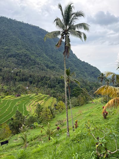 The image depicts a panoramic view of a lush, mountainous, tropical landscape in Sekumpul, Indonesia, under an overcast sky. The background is dominated by a steep, densely forested mountain range, displaying various shades of dark green foliage. Scattered small, light-colored structures are visible within this dense forest on the upper left slope.

In the mid-ground, on the left, a series of vibrant green rice terraces are carved into the hillside, forming curved, concentric patterns. A small, dark-roofed building sits near the upper edge of these terraces. The central mid-ground features a tall, slender palm tree, likely a coconut palm, with green coconuts clustered beneath its fronds. Another smaller palm tree stands directly behind it, and several young palm saplings are scattered in the foreground. Thin, light-colored utility lines are strung across the mid-ground, appearing to connect to the tall palm tree and extending across the landscape.

The immediate foreground is characterized by tall, unkempt green grass and various tropical plants, including some with bright red and yellow foliage. On the far lower left, a dark, angular object, possibly a bench or swing, is partially visible and obscured by grass. No individuals or animals are present. The overall lighting is diffused and natural, consistent with a cloudy day in a tropical environment.