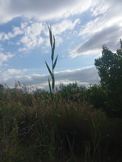 An outdoor, eye-level, full-shot photograph captures a tall stalk of grass against a backdrop of a cloudy sky and a dense line of trees. The grass stalk, silhouetted against the sky, dominates the foreground with its thin, pointed leaves reaching upward. In the mid-ground, a swath of dry, golden grasses stretches horizontally, interspersed with scattered pink and purple wildflowers. Further back, a dark green tree line forms a solid border, with a single, large tree on the right side of the frame. Several power lines stretch across the sky above the trees, and a few scattered white clouds populate the upper portion of the frame. The image appears to be a natural landscape, possibly in the vicinity of Kızıl-Bel, Kyrgyzstan, given the context.
