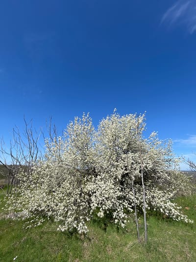 The image is a landscape shot of a flowering tree with white blossoms in what appears to be Chavdartsi, Bulgaria. The left side of the image is dominated by a clear, deep blue sky with faint, wispy clouds. A tree, filled with many small white blossoms, occupies the right portion of the frame, some parts of its branches are bare. The tree grows from an area covered in green grass. The grass is slightly uneven, suggesting a natural or unmanicured landscape. A few bare, dark-colored branches are visible near the lower right corner.