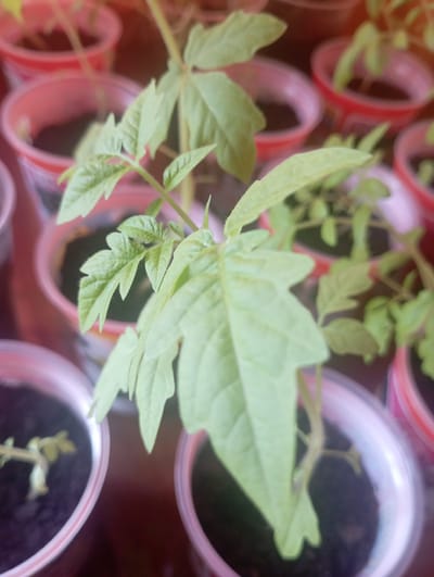 The image displays a close-up view of several small tomato seedlings in red plastic pots. The seedlings are young and appear to be healthy, with light green leaves and thin stems. The pots are filled with dark soil. The background is blurred, but suggests more pots of seedlings, creating a sense of a nursery or a windowsill garden. The lighting is natural and soft, highlighting the delicate nature of the plants. The image is taken in Меткомелино, Russia, a detail that implies a specific geographical and potentially climatic context for the cultivation of these seedlings.
