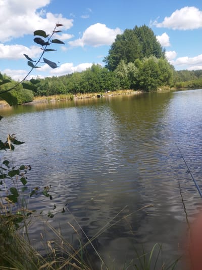 A body of water, likely a lake or pond, is viewed from a low angle, with vegetation in the foreground. The water is calm, with ripples reflecting the blue sky and white clouds. On the far side of the water, a dense line of green trees borders the landscape. In the distance, a large, rounded tree stands out against the sky. A fishing rod is visible in the lower right corner of the image, with its line extending into the water. The overall scene suggests a peaceful outdoor setting, potentially in a rural or park-like area. No people are visible in the image.