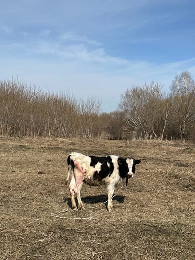 A black and white cow is resting on dry, sparse grass in a sunny, rural field in Савиново, Russia. The cow, predominantly black with significant white markings on its face, body, and legs, lies on its side, appearing calm and relaxed. Its udder is visible, suggesting it may be a lactating cow or recently calved.
The ground is covered with light brown, dry grass and scattered darker patches of soil, indicative of late winter or early spring before significant new growth, or possibly a dry season. A thin, white rope or string lies on the ground near the cow's legs, possibly a tether or a piece of fencing.
In the background, a dense line of deciduous trees with bare, skeletal branches stretches across the horizon, characteristic of a cold season or early spring landscape. The sky above is a bright, clear blue with a few faint, wispy clouds, suggesting a pleasant, sunny day. The strong sunlight indicates it is likely mid-day. The overall scene conveys a peaceful, quiet moment in a natural, outdoor environment.