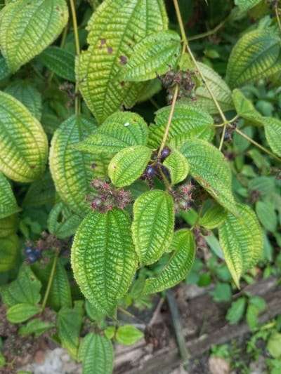 A close-up photograph displays a plant's foliage, consisting of numerous oval-shaped leaves with prominent, parallel venation. The leaves exhibit a range of colors from dark green to yellow-green, with some displaying small, dark brown spots. Among the leaves are clusters of small, dark purple-black berries and reddish-brown, spiky spherical structures consistent with developing fruits or seed pods. Thin, light green to brown stems are visible. The background is largely out of focus, showing additional green foliage and indistinct brown organic matter on the ground. No human subjects, animals, or specific actions are depicted. The scene is situated in Naya Andura, India.