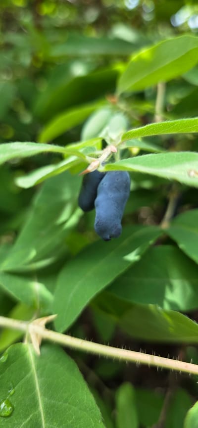 This close-up, vertical, eye-level shot shows two dark blue, elongated berries of a honeysuckle plant. The berries are slightly curved and appear plump, hanging from a thin stem surrounded by vibrant green leaves. The leaves are oval-shaped with serrated edges and have a soft, fuzzy texture along their veins and margins. Some leaves exhibit a slight sheen, possibly due to dew drops. The background is softly blurred, showcasing a dense arrangement of foliage, suggesting a natural, outdoor setting. There are no people or animals present in the image. The scene is devoid of any man-made structures or elements that would specifically place it within the city of Lensk, Russia; it is a general depiction of honeysuckle growth.