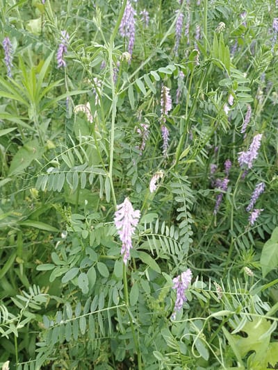 The image displays a close-up view of a dense patch of wild vetch plants, characterized by their vibrant green foliage and clusters of delicate purple flowers. The plants are lush and overgrown, suggesting a natural, undisturbed setting. The leaves are pinnately compound, with numerous small, oval leaflets arranged along a central stem. The flowers are small and pea-shaped, forming dense spikes. The overall impression is one of abundant natural growth.
There are no people or objects visible in the image, and no text is present. The lighting appears to be natural daylight, with no strong shadows, indicating it might be midday or an overcast day. The background is filled with more of the same plant life, creating a soft focus that emphasizes the foreground details. The scene is likely a natural habitat for wild vetch, possibly a meadow, field, or roadside in Duztahiroba, Azerbaijan, given the location context. The time of day and weather are not explicitly stated but can be inferred as daytime and likely mild weather, conducive to plant growth. The overall mood conveyed by the image is one of natural beauty and the quiet abundance of the plant world.