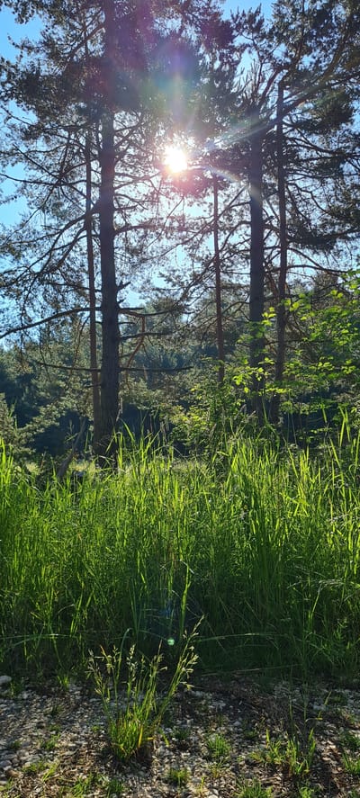 The image depicts a sun-drenched forest scene in Deutschnofen - Nova Ponente, Italy. Tall pine trees dominate the upper portion of the frame, with the sun filtering through their branches, creating a lens flare effect. In the foreground, lush green grass grows abundantly, illuminated by the sunlight. The ground is a mix of gravel and sparse vegetation. The environment suggests a natural, outdoor setting, likely a forest path or clearing, bathed in the warm light of a sunny day. There are no people or specific structures visible, focusing the scene entirely on the natural landscape.