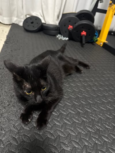 A black cat lies on a black textured mat. The cat is in the foreground, facing left with its head tilted down. Its front paws are extended forward, showing sharp claws. In the background, there are weightlifting plates and equipment, including a yellow vertical bar. The scene appears to be indoors, possibly in a home gym. The location is not specified in the provided image or context.