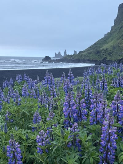 The image captures a scene in Vik, Iceland, with vibrant purple lupine flowers dominating the foreground. Behind the flowers, a black sand beach stretches along the coastline, meeting the ocean. In the distance, rock formations rise from the sea, adding to the dramatic landscape. Above, a coastal cliff covered in green vegetation creates a striking contrast against the grey sky and ocean. The angle of the shot orients the beach, ocean, flowers, and cliff vertically.