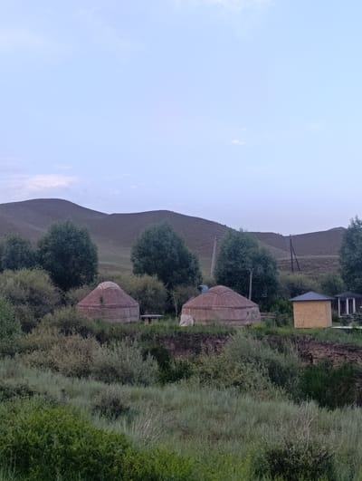 The image depicts a serene rural landscape in Naryn, Kyrgyzstan, likely at dusk or dawn due to the soft, diffused light. The scene is dominated by rolling hills in the background, their slopes covered in sparse vegetation. In the mid-ground, several traditional yurts are visible, their rounded, insulated structures suggesting a nomadic or semi-nomadic dwelling. These yurts are nestled amongst a grove of lush green trees and dense shrubbery. To the right, a small, modern-looking building with a light-colored, textured facade and a dark roof stands out, contrasting with the traditional yurts. Adjacent to it, a partially obscured building with a white frame and a dark roof is also present. The foreground is filled with a thick carpet of various green grasses and bushes, creating a natural, untamed feel. The sky is a pale, soft blue with hints of clouds, further contributing to the tranquil atmosphere. There are no visible people, and no text is present in the image. The overall impression is one of peaceful coexistence between traditional living and hints of modern infrastructure in a vast, natural setting.