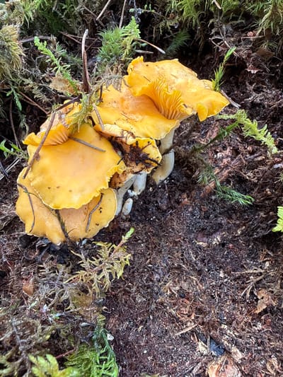 The image displays a cluster of bright yellow chanterelle mushrooms growing in a forest floor environment. The mushrooms are varied in size and shape, with distinct wavy caps and visible gills underneath. They are surrounded by dark, rich soil, moss, and small green plants, suggesting a natural, wooded setting. The overall lighting is natural, indicating it was taken outdoors during the day. There are no people or animals visible in the image. The mushrooms are the primary subjects of the photograph. The scene appears to be located in the city of Lipina, Lithuania, as per the prompt.