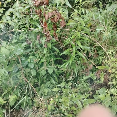 The image shows a dense patch of greenery, likely vegetation in an outdoor setting. The vegetation consists of various types of plants, with a mix of lush green leaves and some dried brown leaves and stems. There are also some thin branches or twigs weaving through the foliage. The overall impression is one of natural growth, perhaps in a park, garden, or wild area. The lighting suggests it might be daytime, but the overcast conditions or shade create a diffused light, with some areas appearing darker than others. A small portion of a blurry, reddish-pink object is visible in the bottom right corner, potentially a hand or part of a person, partially obscuring the vegetation. The specific location in the city of Hirnyk, Ukraine, cannot be determined from the visual information present in the image alone.