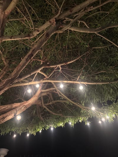 A nighttime scene shows a tree illuminated with string lights. The location is presumed to be Septemvritsi, Bulgaria. The tree has a multi-branched trunk and branches with green leaves. A string of spherical lights is strung through the branches, extending from the lower trunk upwards. The background is dark, obscuring details. No people are visible.