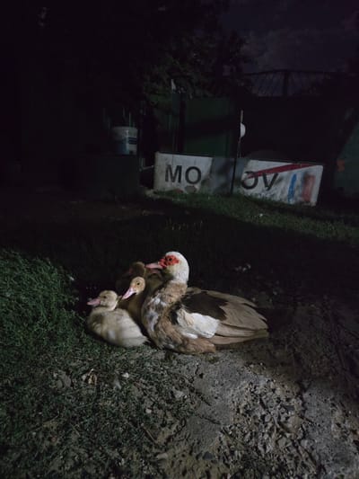 An adult duck with reddish facial skin and three ducklings huddle together on a patch of grass and gravel at night. The adult duck is predominantly brown and white, with its head turned to the right, revealing its distinctive facial features. The ducklings are a pale yellow color and are nestled against the adult duck. In the background, out of focus, are some structures that appear to be a fence and signs with lettering. The overall scene is dimly lit, suggesting it is nighttime. The location is specified as Moscovei, Moldova.
