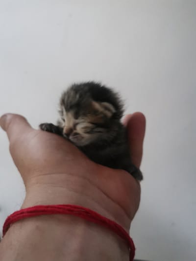 A tiny, sleeping tabby kitten is cradled in an open palm. The kitten, with closed eyes and a soft, fluffy appearance, is curled up, resting on its side. Its fur exhibits a mix of dark gray, black, and brown stripes, typical of a tabby pattern.
The hand holding the kitten appears to be that of an adult, with a red string bracelet wrapped around the wrist. The background is a plain, light-colored wall, which is slightly out of focus, ensuring the kitten and hand are the primary subjects. The lighting suggests an indoor setting, possibly during daylight hours. The overall impression is one of tenderness and care, with the kitten appearing peaceful and secure in its resting place. No visible text is present in the image. The location context provided is Semypolky, Ukraine.