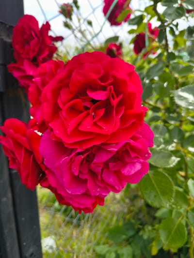 The image presents a vibrant close-up of a cluster of red and fuchsia roses in full bloom. The primary focus is on a group of densely packed roses, displaying rich, deep red petals with luminous fuchsia undertones. Several small water droplets are visible on the petals, suggesting recent rain or dew.

In the blurred background, lush green foliage and leaves are prominent, indicating an outdoor, natural setting such as a garden. A light-colored wire fence is subtly visible through the blurred background, particularly towards the left and top. Below the main rose cluster and across the bottom of the frame, there is a dark, horizontal structure, possibly a wooden railing or planter box. Additional blurred red roses are visible in the mid-ground and lower-left corner of the image. The lighting suggests it is daytime. There is no visible text or human activity. The scene evokes a sense of natural beauty, likely within a garden environment in Goren Chiflik, Bulgaria.