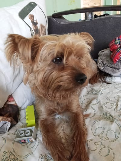 A small, long-haired dog, likely a Yorkshire Terrier or similar breed with light brown fur, is centrally positioned, resting on a white patterned blanket. The dog's head is tilted slightly upwards, and its dark right eye (viewer's left) is visible, looking towards the right. Its black nose is prominent. The ears are erect, covered in long fur.

The blanket the dog is resting on is white with a repeating pattern of blue and green outlined circular or spiraling designs, identified as the Rebel Alliance symbol from Star Wars. The "STAR WARS" logo is discernible twice on the blanket.

To the dog's left, partially obscured by the dog itself, is a white pillow featuring an image of a smartphone screen displaying two cats, one brown and one tabby.

To the dog's right, a grey stuffed animal adorned with a red and green plaid bow is visible. Behind the dog, a dark grey or black upholstered piece of furniture, possibly a chair or sofa, with a chrome or metallic cylindrical component, is present.

In the foreground, on the blanket, a lime-green Lego Duplo 2x4 stud brick and a light grey Lego Duplo piece, shaped like a container with two internal cylindrical studs, are present. The side of the grey Lego piece displays two cartoon faces: a girl with pink hair and a boy with brown hair.

The background elements include a light green wall or paneling to the upper left and wooden paneling or particle board to the upper right. The scene is indoors. No visual cues within the image permit the identification or confirmation of the specified location in the city of Teykovo, Russia.