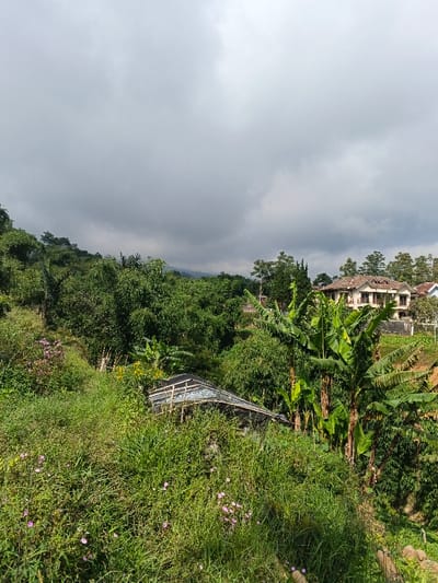 Lush greenery fills the frame, dominated by dense grass and foliage, interspersed with flowering plants. A structure with a partially visible roof is nestled amid the verdant growth. Tall banana trees add to the tropical feel. In the distance, a large, light-colored house sits among the trees, suggesting a residential area. Overcast skies and rolling hills create a sense of depth and a slightly moody atmosphere.