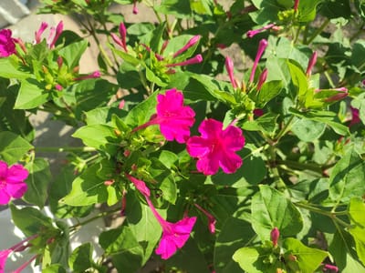 This is an overhead, eye-level, medium shot of a patch of flowering plants, likely Mirabilis jalapa (Four O'Clocks), with vibrant pink flowers and numerous buds against a backdrop of lush green leaves. The flowers are open, showing their delicate, trumpet-shaped petals, while the buds are elongated and pointed, also in shades of pink. The leaves are broad and ovate, with a slightly glossy texture, and are illuminated by bright sunlight, casting shadows that add depth to the scene. The ground beneath the plants appears to be a mixture of dry soil and some lighter-colored material, possibly concrete or gravel. The image is composed in a way that emphasizes the natural beauty of the flowers and foliage. The context of Komyshivka, Ukraine, suggests this is an outdoor setting, likely a garden or a public green space within the village. There are no people, animals, or man-made structures visible other than what might be a hint of a white surface in the bottom left corner which could be part of a planter or pathway.