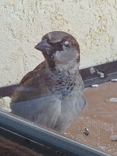 The scene, located in Donchevo, Bulgaria, depicts a single adult house sparrow (Passer domesticus) positioned on an outdoor ledge. The bird, displaying characteristic brown and grey plumage with a defined dark beak and facial markings, is oriented facing left with its head slightly rotated. It is observed through a transparent barrier, likely a windowpane, evident by a subtle reflective quality and a dark horizontal frame running across the lower foreground. The sparrow stands on a flat, reddish-brown surface that is covered with scattered white and dark particulate matter, consistent with avian excrement and detritus. The background consists of a textured building wall, uniformly light beige in color, exhibiting a rough, stucco-like finish. No other subjects or actions are present.