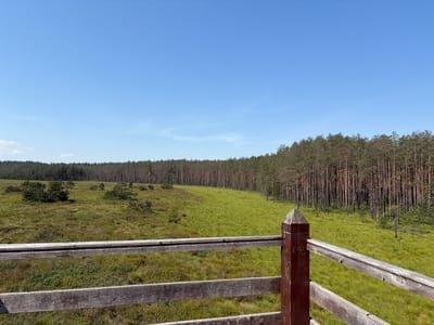 The image depicts a scenic view of a marshland and forest under a clear blue sky. In the foreground, a weathered wooden railing and post form a viewing platform. The post has carved initials "K+B". Beyond the railing, a vast expanse of green marshland stretches out, dotted with low-lying bushes and scattered trees. A dense forest of pine trees lines the horizon, creating a natural backdrop. The scene suggests a tranquil, outdoor location, likely in a natural reserve or park.