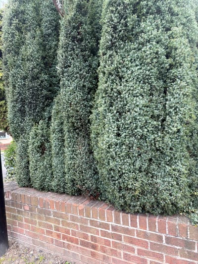 A close-up shot shows a tall, neatly trimmed green hedge along a brick wall, possibly in Rotherham, United Kingdom. The hedge displays a dense, layered structure, with small, closely packed leaves creating a textured surface. The brick wall, constructed with reddish-brown bricks and light mortar, forms a right angle with the hedge. Some scattered debris is visible near the base of the wall, suggesting an outdoor setting. The image also includes a glimpse of a black railing in the foreground.