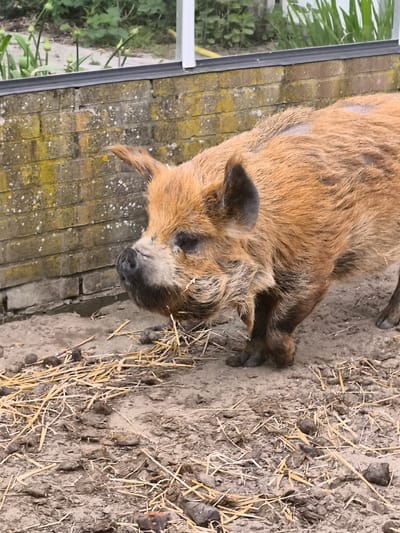 The image depicts a reddish-brown, bristly-haired pig in an outdoor enclosure. The ground is covered with dirt and scattered straw. In the background is a low wall constructed of aged bricks, some of which are discolored with green or yellow stains. Above the wall, glimpses of greenery are visible. The location is determined to be in Warmenhuizen, Netherlands. There is no direct evidence of specific activity, human presence, or interaction. The pig appears to be standing and possibly foraging in the straw.