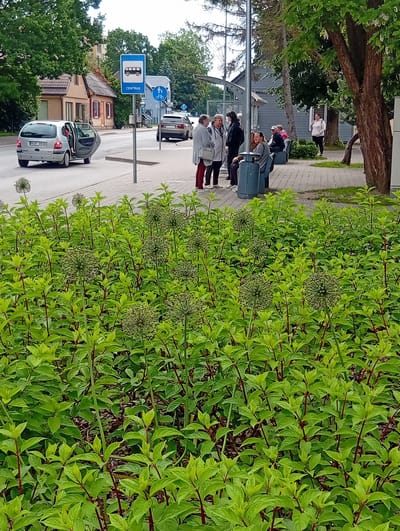 In Kuršėnai, Lithuania, a street scene unfolds with a bus stop sign bearing the word "CENTRAS" and a bus icon. To the left, a silver car with its driver's door open is parked on the road. Across the street, a group of people are gathered, some standing and others seated on a bench near a blue trash receptacle. A woman in a light-colored top stands further down the sidewalk. The foreground is dominated by lush green foliage, likely a garden bed, with tall, spherical seed heads of a plant visible amongst the leaves. In the background, trees line the street, and buildings, including a house and a gray wooden structure, are visible. The sky is overcast, suggesting a cloudy day.