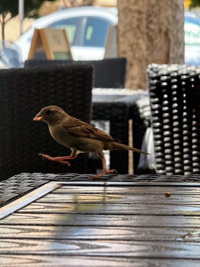 A small, brown bird, likely a house sparrow, is hanging upside down from a wicker chair. The bird is facing downwards, with its beak open slightly. Its feet are clinging to the wicker material. The background is blurred, but appears to be an outdoor setting with other wicker furniture and some greenery. The lighting suggests it is daytime. The scene is focused on the bird and its unusual position.