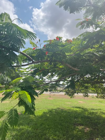 The image depicts a tree with green leaves and small red flowers, likely in a park or natural setting. The tree's branches extend upwards, obscuring parts of the sky, which is partly cloudy with white clouds against a blue background. Sunlight filters through the leaves, casting shadows on the ground. To the right of the tree, a grassy area is visible, with a paved path or road in the background. Some buildings can be seen in the distance. The scene appears to be outdoors on a sunny day. There is no visible text in the image. The orientation of the image is landscape.