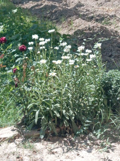 The image depicts a garden scene in Khamza, Uzbekistan, on a bright, sunny day. The primary focus is a cluster of white daisy-like flowers with yellow centers, standing tall on thin green stems amidst lush green foliage. To the left of the flowers, two deep red roses are visible, adding a touch of contrasting color to the predominantly green and white palette. The background consists of dry, brown soil with some sparse green vegetation growing on it. The ground in the foreground is a mix of dry soil and small pebbles. The overall impression is one of a well-established, somewhat wild garden in a rural or suburban setting. There are no people or animals visible in the image. The lighting suggests it is daytime, with distinct shadows cast by the foliage and flowers.