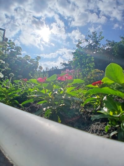 The image shows a close-up view of a garden with bright red flowers in the foreground, set against a backdrop of lush green foliage and a bright blue sky with scattered white clouds. The sun is shining, casting a warm glow on the scene and creating lens flare effects. In the foreground, a portion of a white, curved object, possibly a planter or a railing, is visible. The garden appears to be well-maintained, with healthy plants and dark soil. The overall impression is one of a sunny, vibrant day in a peaceful outdoor setting. The provided context of Maslova Pristan', Russia, suggests a possible location for this garden, although no specific landmarks within the city are identifiable from the image itself.
